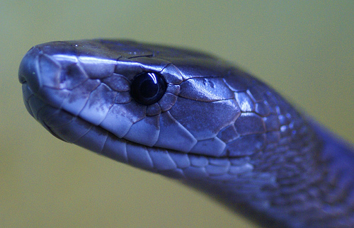 Black mamba