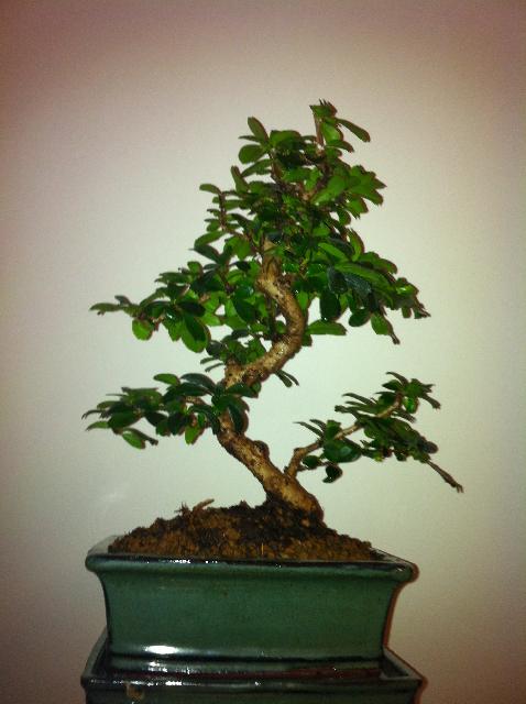 Bonsai tree