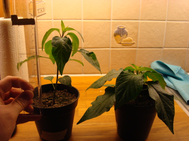 Chilli plantor