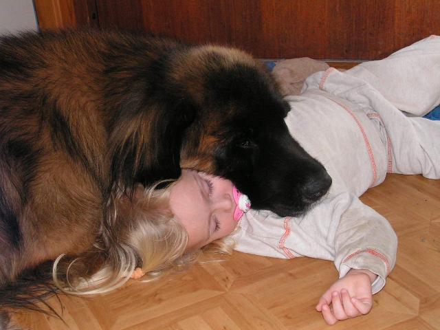 Leonberger