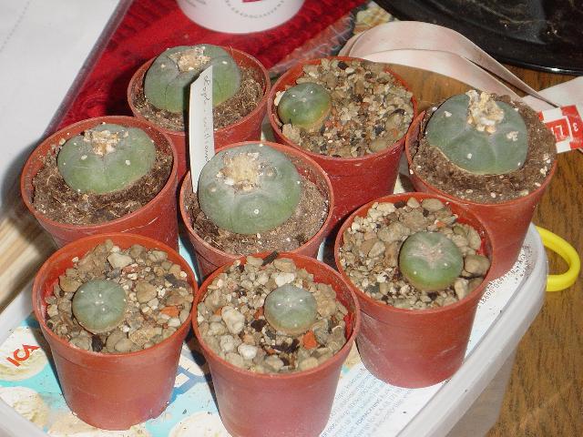 Peyote