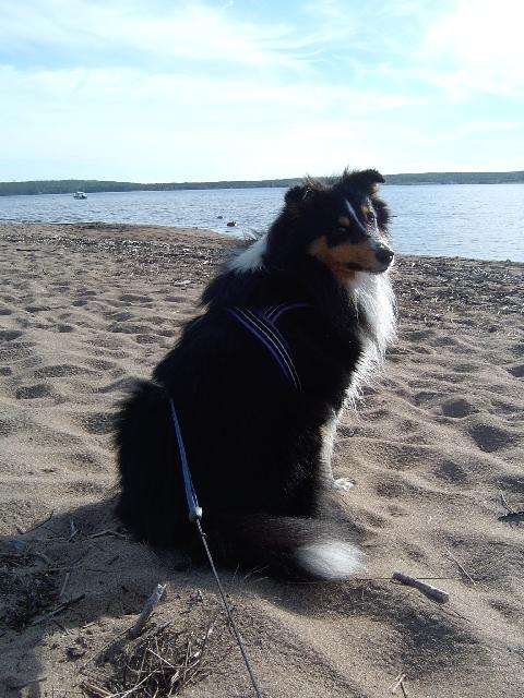 Sheltie